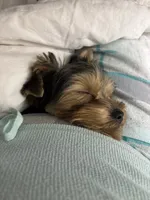 Bentley, a male Yorkshire Terrier for sale in Athens, GA – 1 of 7