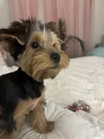 Bentley, a male Yorkshire Terrier for sale in Athens, GA – 3 of 7