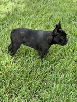 Pantera, a female French Bulldog for sale in Groveland, FL – 4 of 4