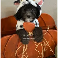 Casper, a male Miniature Labradoodle for sale in Groveland, FL – Photo 2 of 5