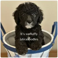 Casper, a male Miniature Labradoodle for sale in Groveland, FL – Photo 3 of 5