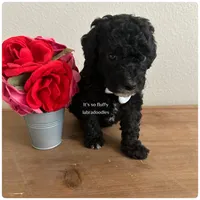 Casper, a male Miniature Labradoodle for sale in Groveland, FL – Photo 4 of 5