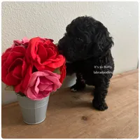 Casper, a male Miniature Labradoodle for sale in Groveland, FL – Photo 5 of 5
