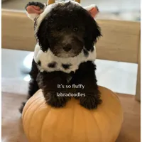 Casper, a male Miniature Labradoodle for sale in Groveland, FL – Photo 1 of 5