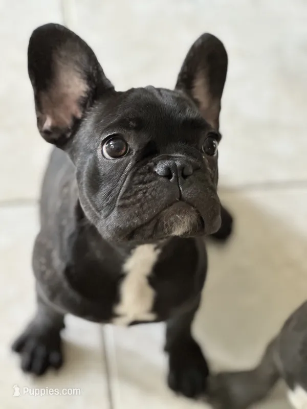 Pantera – French Bulldog puppy for sale in Groveland, FL