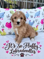Sophie, a female Miniature Labradoodle for sale in Groveland, FL – 1 of 1
