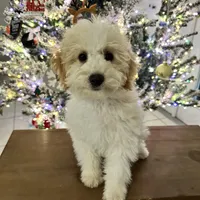 Milo, a male Miniature Labradoodle for sale in Groveland, FL – Photo 1 of 4