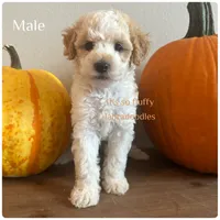 Milo, a male Miniature Labradoodle for sale in Groveland, FL – Photo 4 of 4