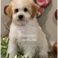 Milo, a male Miniature Labradoodle for sale in Groveland, FL – Photo 3 of 4