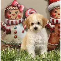 Milo, a male Miniature Labradoodle for sale in Groveland, FL – Photo 2 of 4