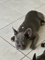 Dragon, a male French Bulldog for sale in Groveland, FL – 4 of 4