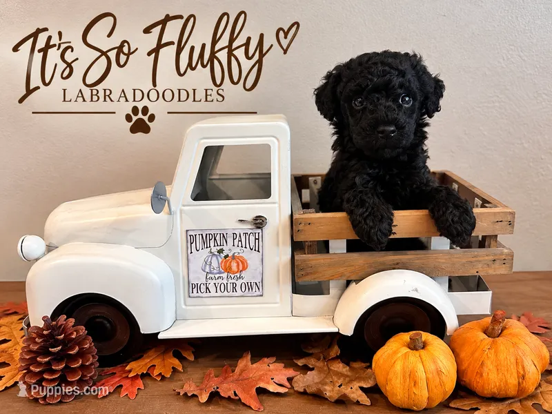 2 – Miniature Labradoodle puppy for sale in Groveland, FL