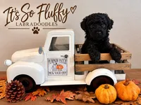 2, a male Miniature Labradoodle for sale in Groveland, FL – 1 of 2