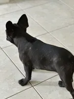 Pantera, a female French Bulldog for sale in Groveland, FL – 2 of 4