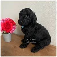 Maverick, a male Miniature Labradoodle for sale in Groveland, FL – Photo 5 of 6