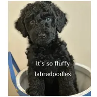 Maverick, a male Miniature Labradoodle for sale in Groveland, FL – Photo 4 of 6