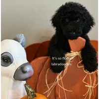 Maverick, a male Miniature Labradoodle for sale in Groveland, FL – Photo 3 of 6