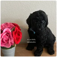 Maverick, a male Miniature Labradoodle for sale in Groveland, FL – Photo 6 of 6