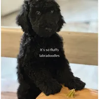 Maverick, a male Miniature Labradoodle for sale in Groveland, FL – Photo 2 of 6