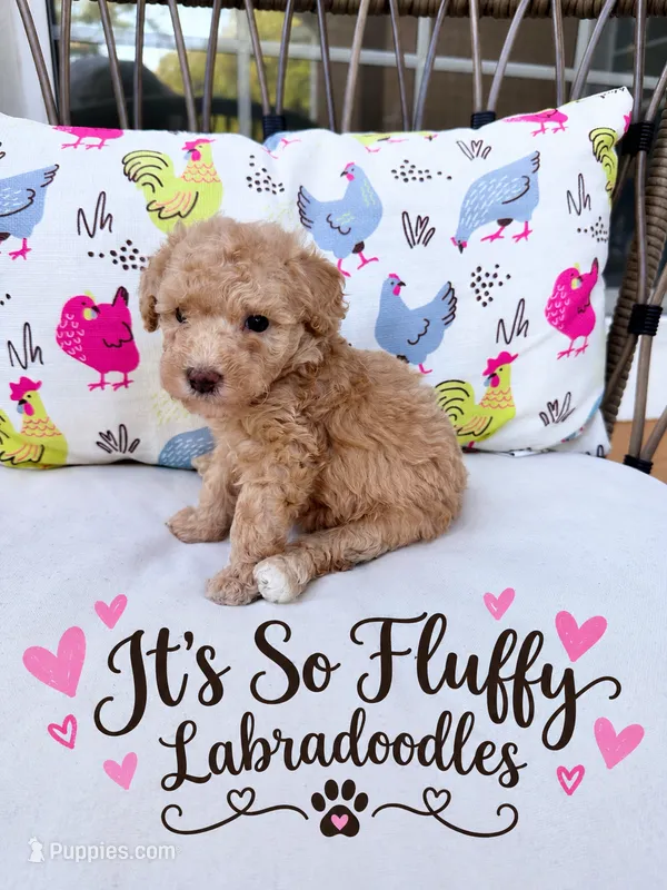 Tater tot – Miniature Labradoodle puppy for sale in Groveland, FL