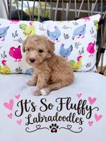 Tater tot, a female Miniature Labradoodle for sale in Groveland, FL – 1 of 1