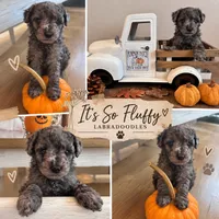4, a female Miniature Labradoodle for sale in Groveland, FL – 1 of 1