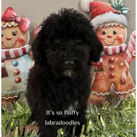 Griffin, a male Miniature Labradoodle for sale in Groveland, FL – 1 of 1