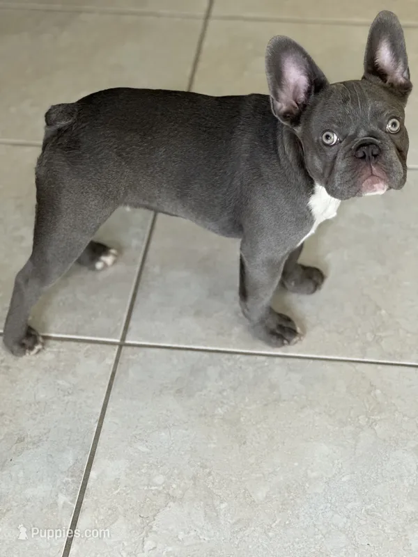 Dragon – French Bulldog puppy for sale in Groveland, FL