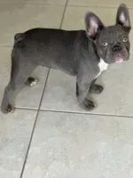 Dragon, a male French Bulldog for sale in Groveland, FL – 1 of 4