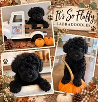 3, a male Miniature Labradoodle for sale in Groveland, FL – 1 of 1