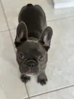 Nena, a female French Bulldog for sale in Groveland, FL – 3 of 4