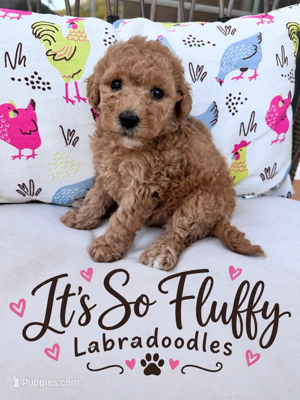 Teddy – Miniature Labradoodle puppy for sale in Groveland, FL