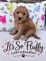 Teddy, a male Miniature Labradoodle for sale in Groveland, FL – 1 of 1