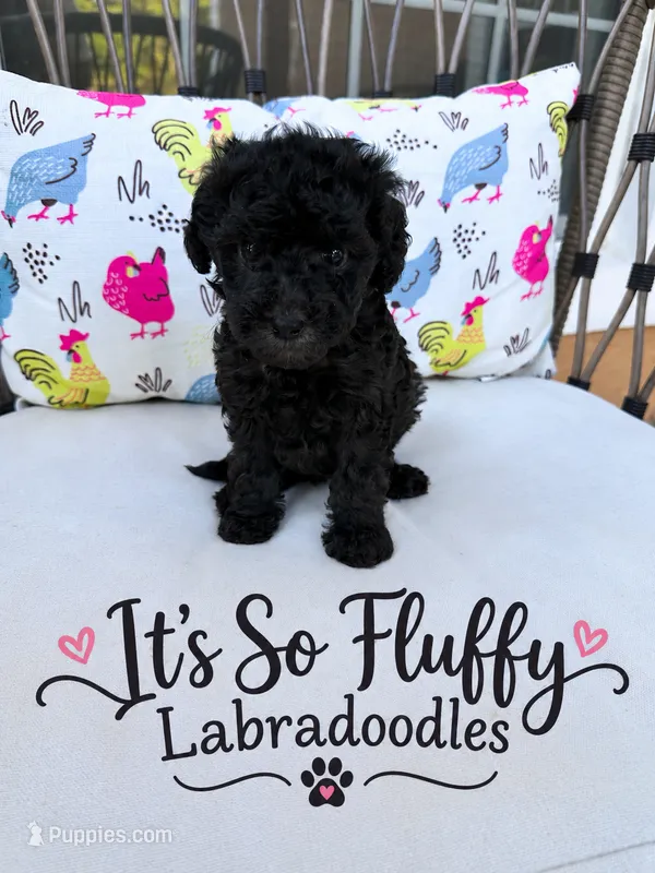Smokey – Miniature Labradoodle puppy for sale in Groveland, FL