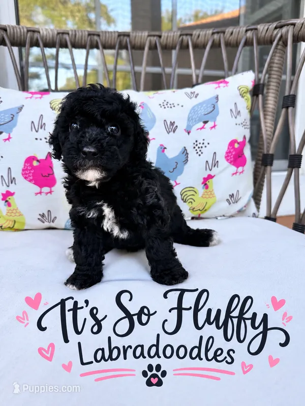 Jinx – Miniature Labradoodle puppy for sale in Groveland, FL