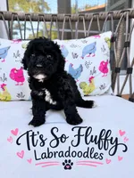 Jinx, a female Miniature Labradoodle for sale in Groveland, FL – 1 of 1