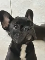 Pantera, a female French Bulldog for sale in Groveland, FL – 3 of 4