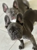 Nena, a female French Bulldog for sale in Groveland, FL – 1 of 4