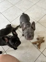 Dragon, a male French Bulldog for sale in Groveland, FL – 3 of 4