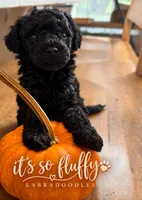 2, a male Miniature Labradoodle for sale in Groveland, FL – 2 of 2