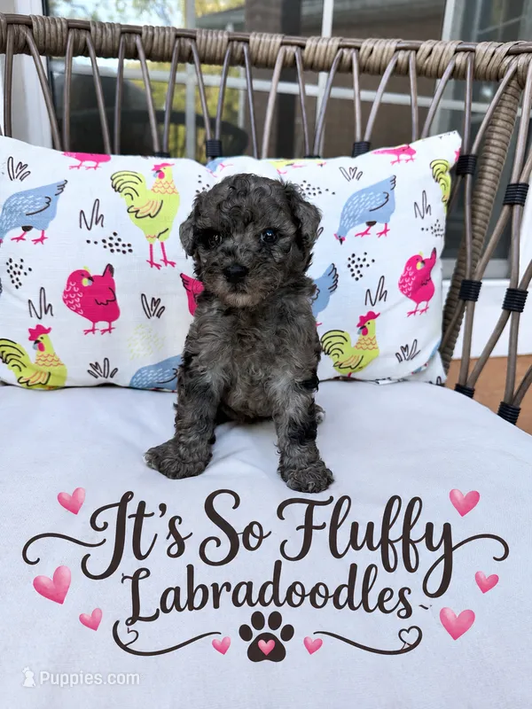 Wednesday  – Miniature Labradoodle puppy for sale in Groveland, FL