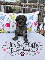 Wednesday , a female Miniature Labradoodle for sale in Groveland, FL – 1 of 2