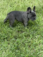 Nena, a female French Bulldog for sale in Groveland, FL – 4 of 4
