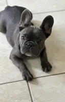 Nena, a female French Bulldog for sale in Groveland, FL – 2 of 4