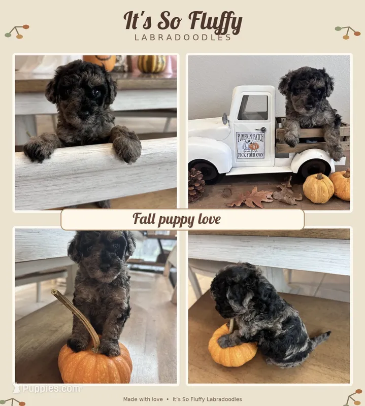 1 – Miniature Labradoodle puppy for sale in Groveland, FL