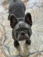 Dragon, a male French Bulldog for sale in Groveland, FL – 2 of 4