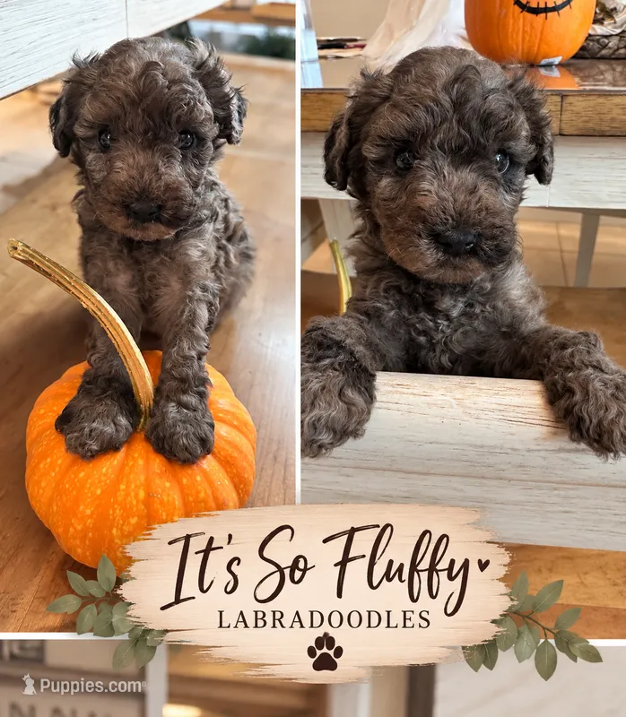 5 – Miniature Labradoodle puppy for sale in Groveland, FL