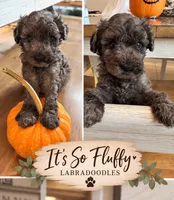 5, a female Miniature Labradoodle for sale in Groveland, FL – 1 of 1
