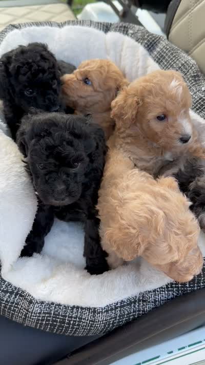 Wednesday , a female Miniature Labradoodle for sale in Groveland, FL – 2 of 2