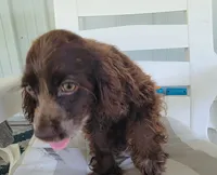 Choco, a male Cocker Spaniel for sale in Hanceville, AL – 1 of 3
